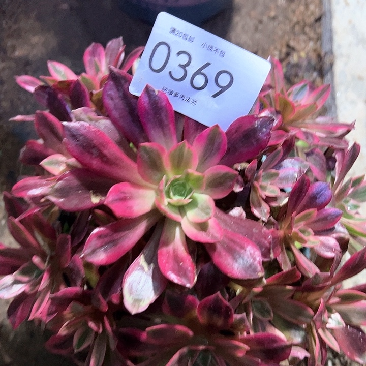 0369白婚纱多肉植物