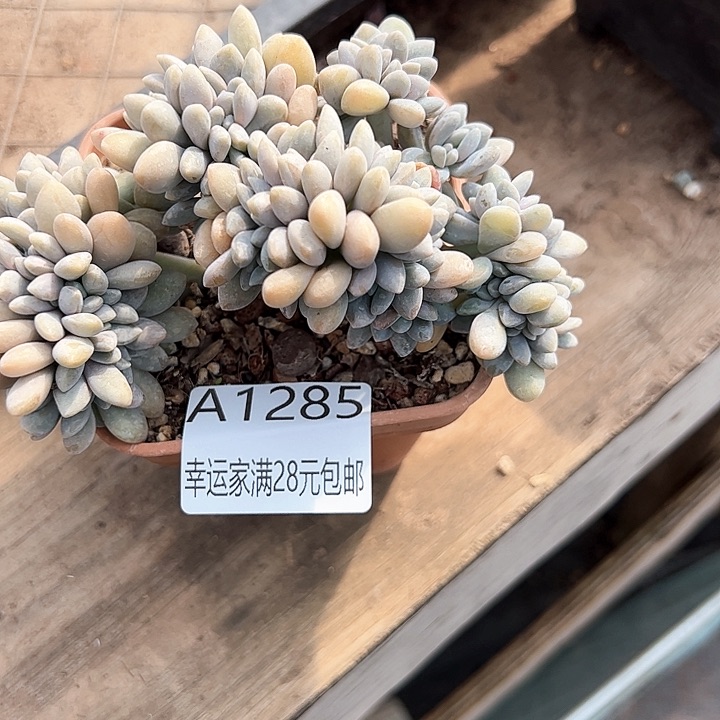 幸运的是我的朋友