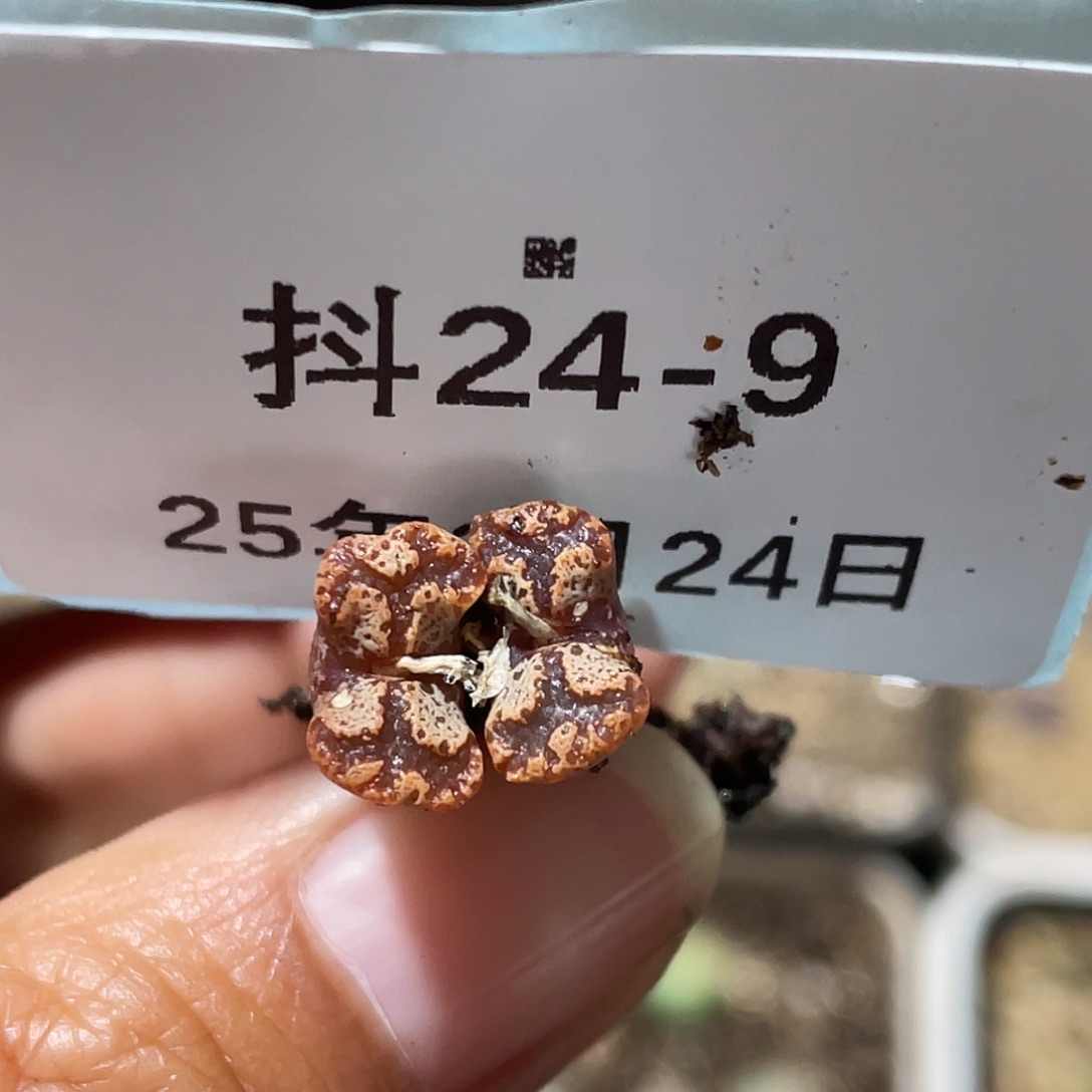 24-9勋章多肉植物