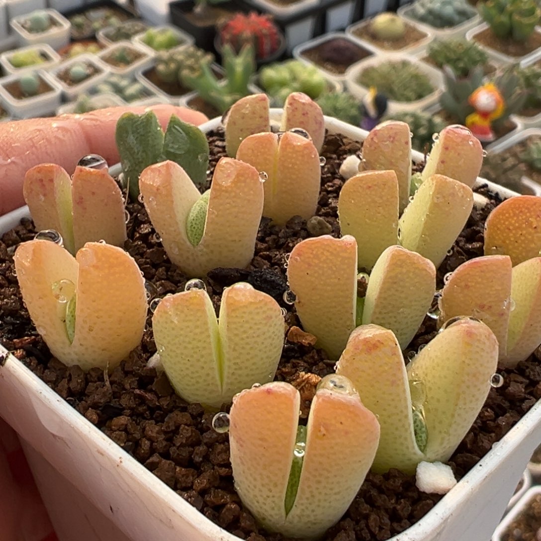 185多肉植物种类多样