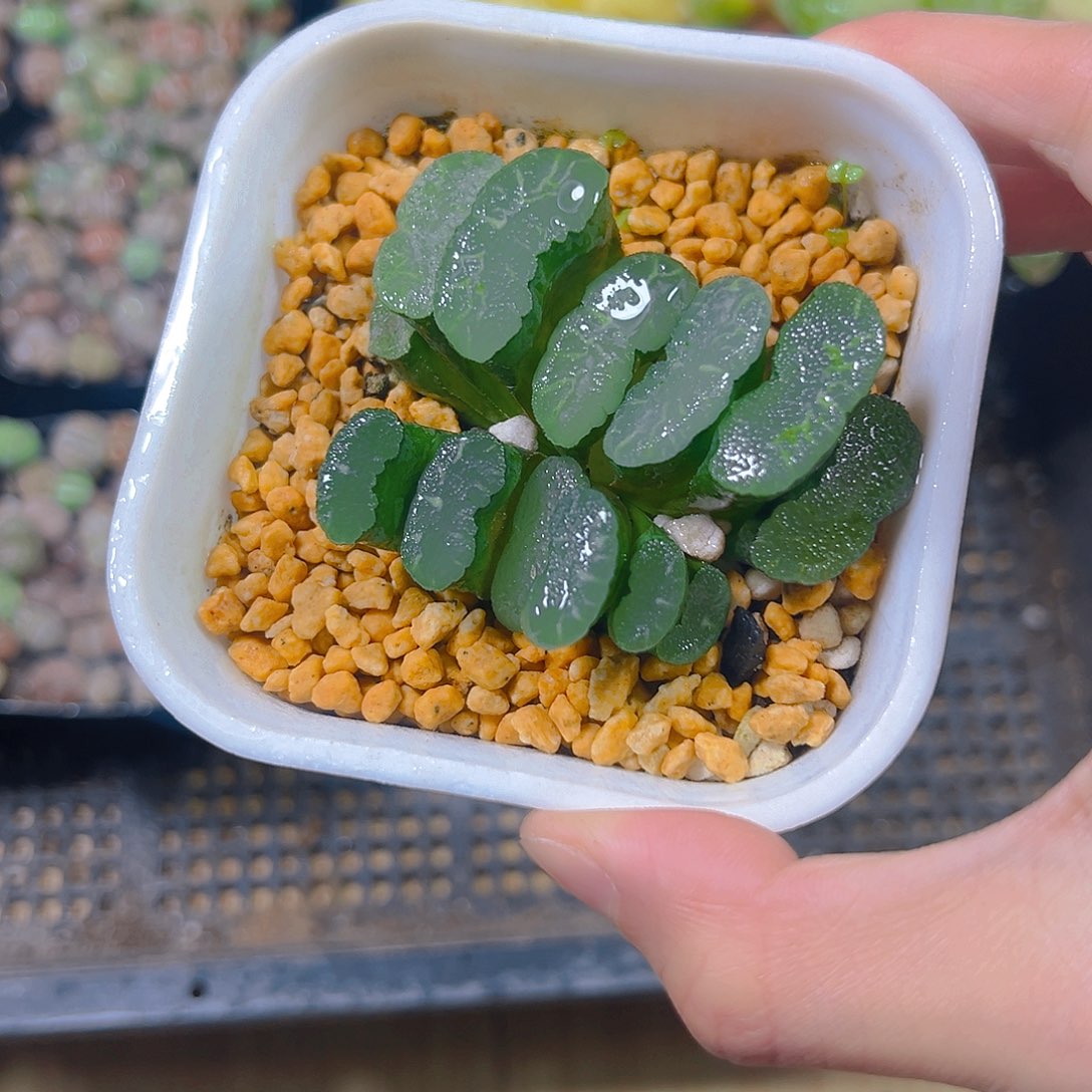 李***玉5341玉露多肉植物一颗