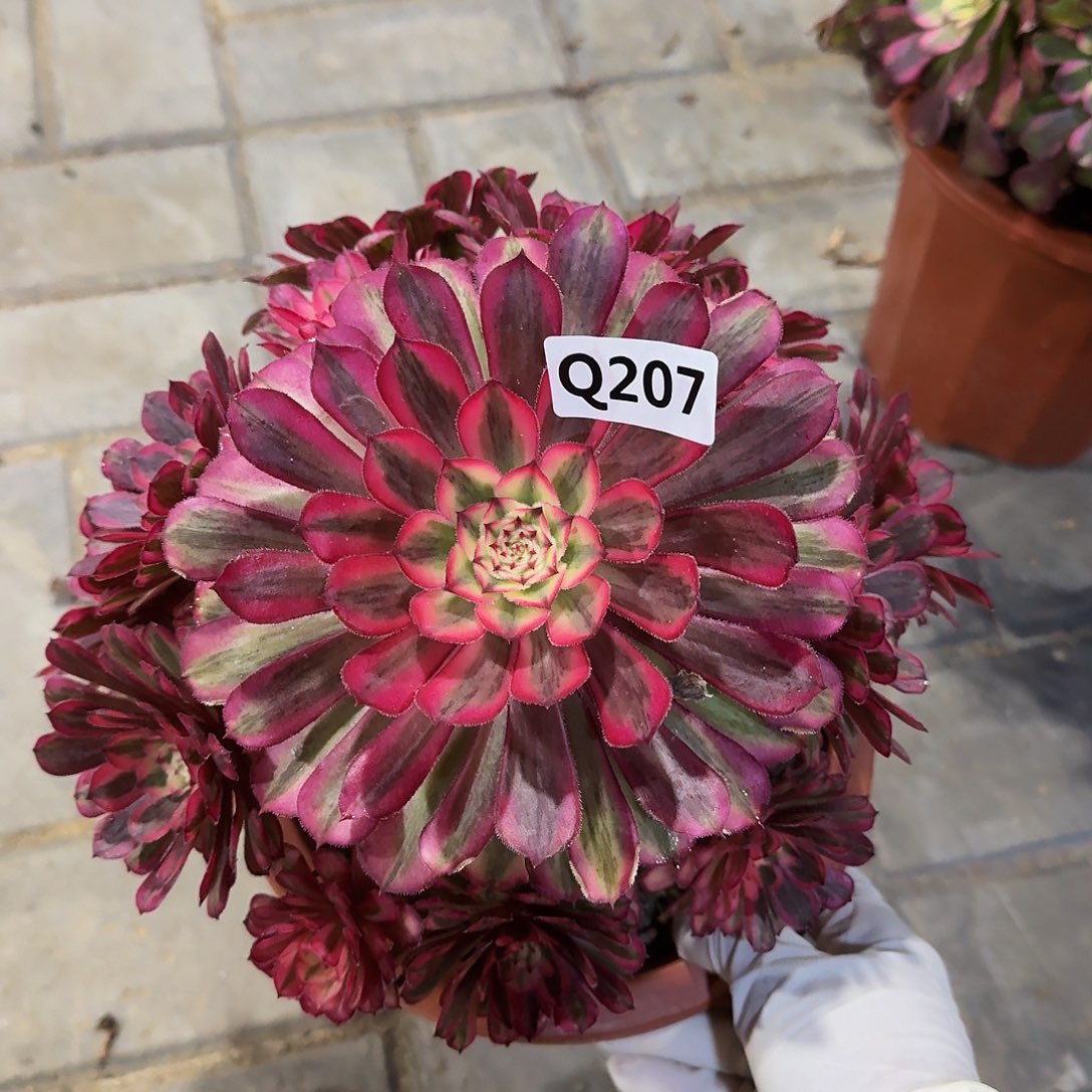 207白月光44冠服21.2偏点