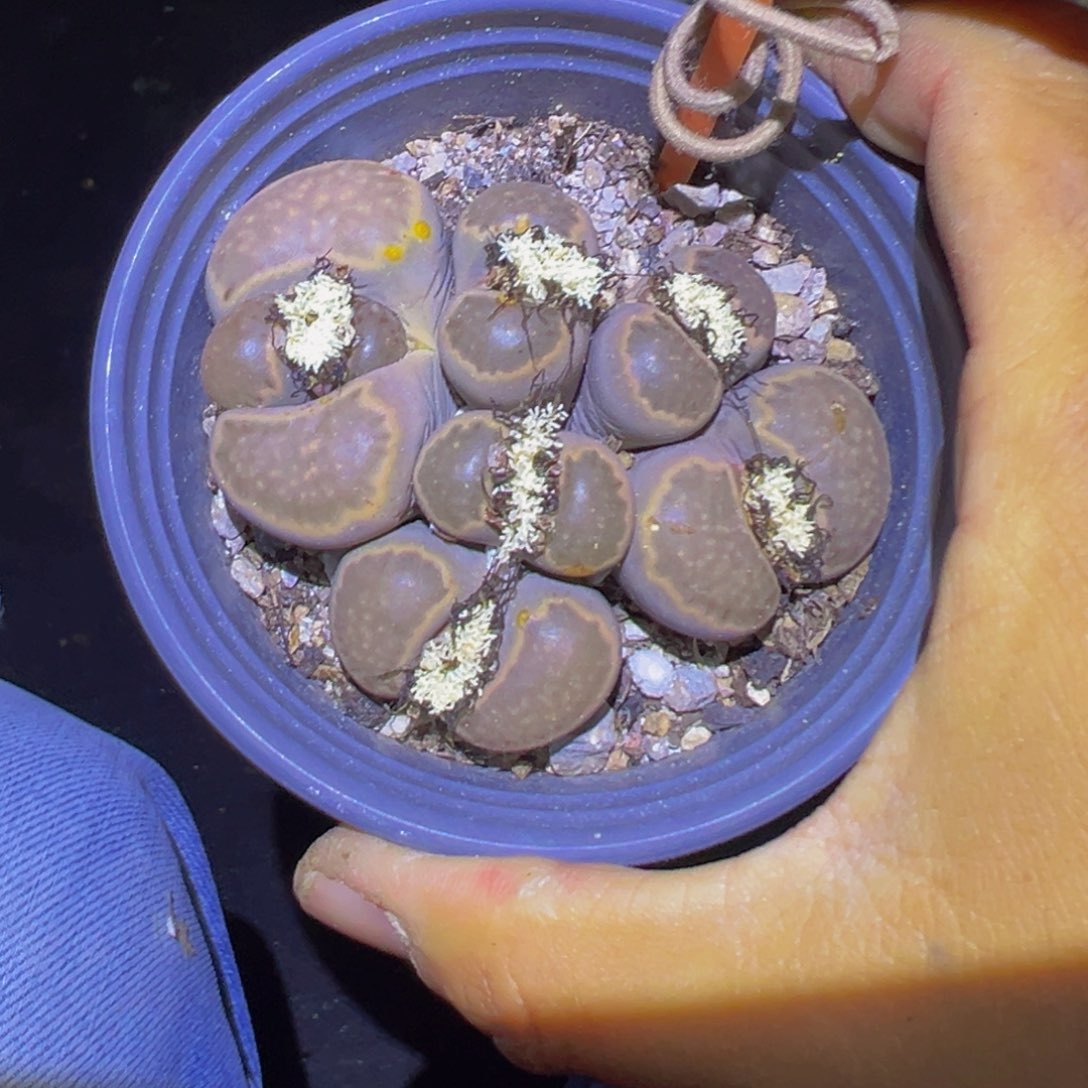 149 一物一拍，默认有伤，介意勿拍，不退不换