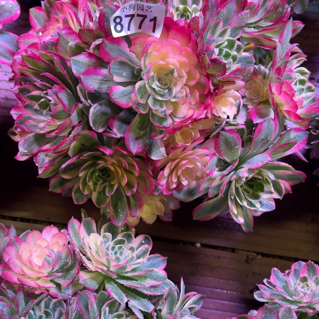 风****?海王多肉植物8771