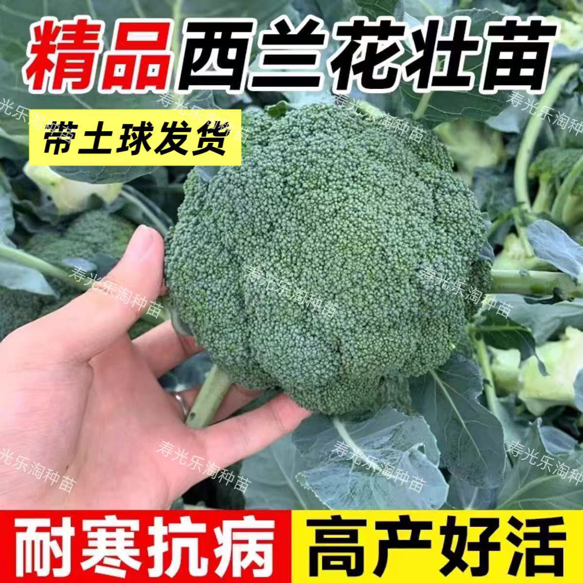 寿光基地直发大田家庭西蓝花早熟耐寒高产家庭种植西蓝花苗