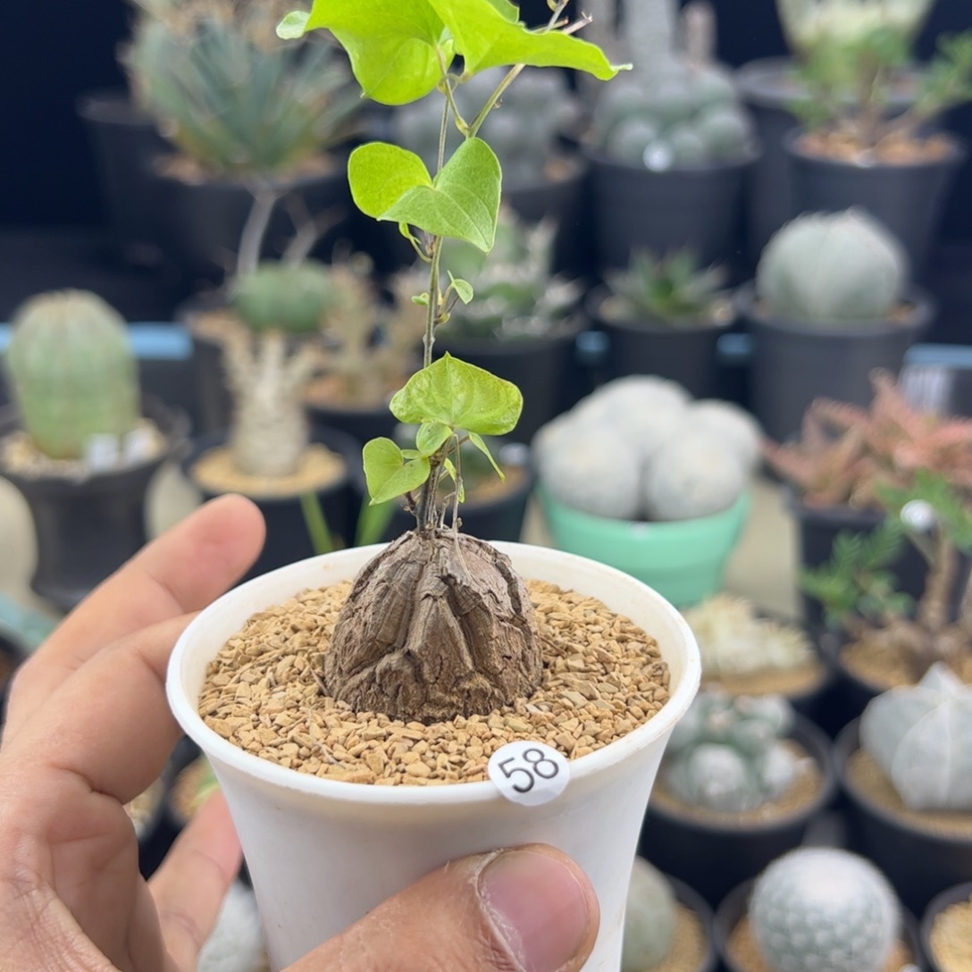南非龟甲龙一物一拍