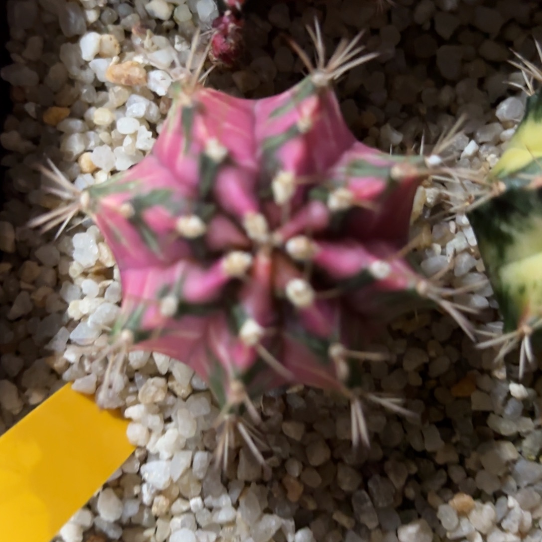 L805-1210泰国发货