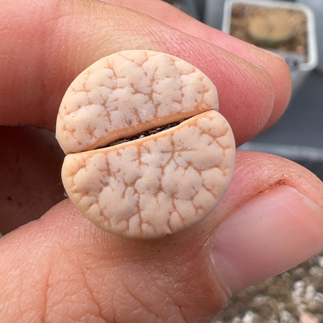 ****。11.29好看的多肉脱土发货