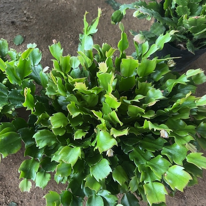 当前无花栽培后可以开花