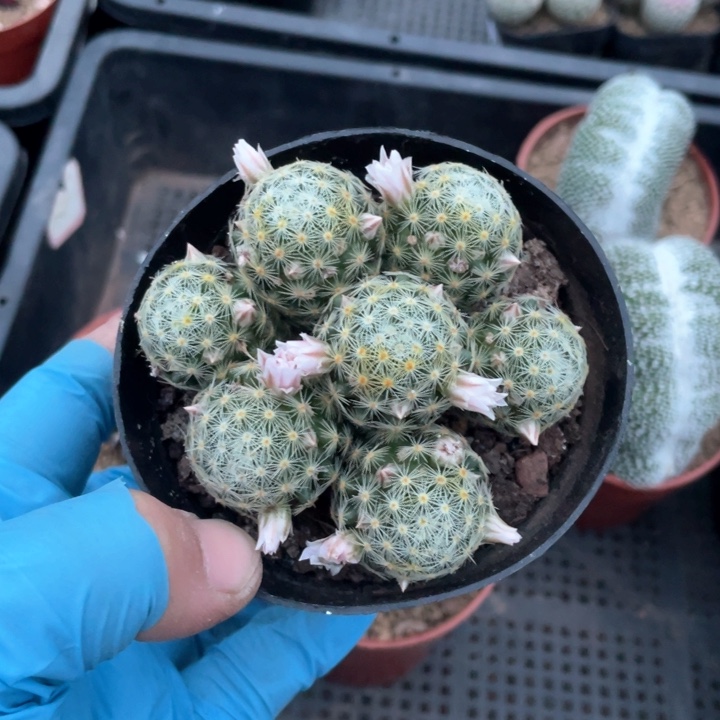 623实生整群吉赛尔