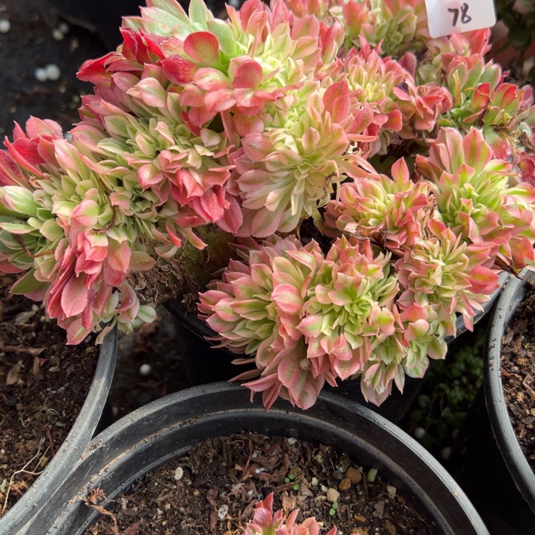 78告白缀两颗9.9多肉