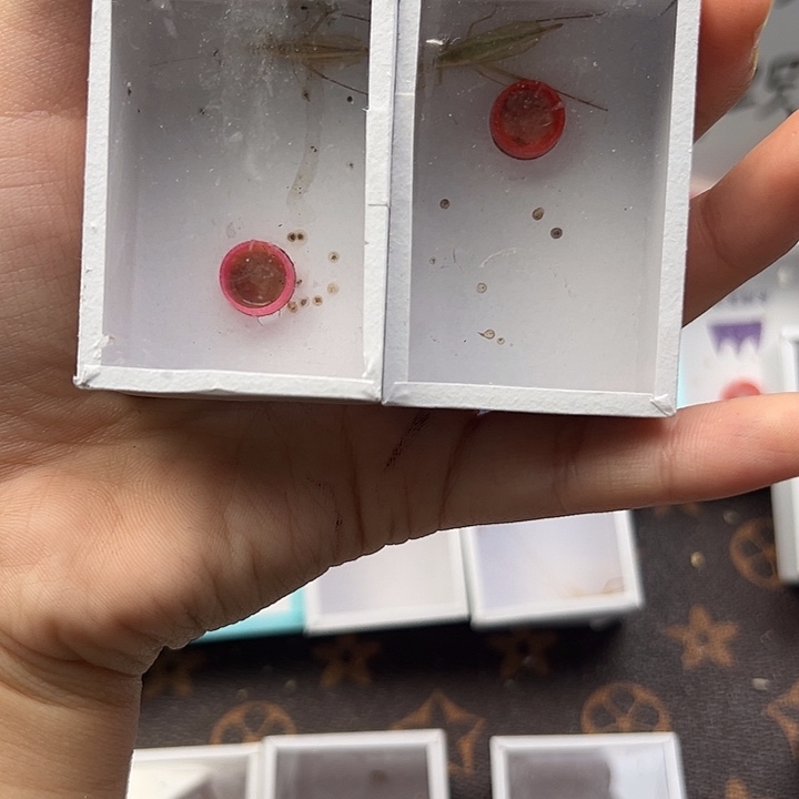 断须柬埔寨竹蛉两只