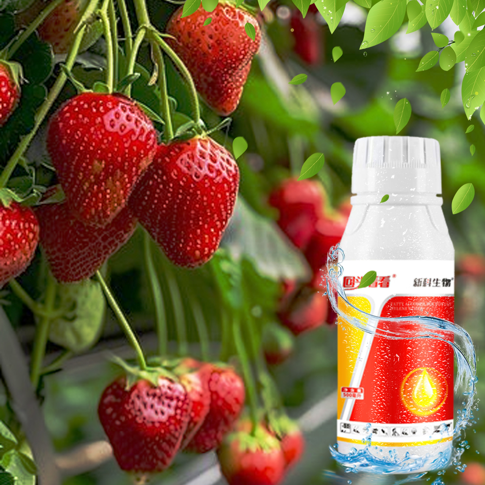 500ml大瓶实惠装回头&看看新科厂家瓜果蔬菜草莓专用打湿叶面助剂