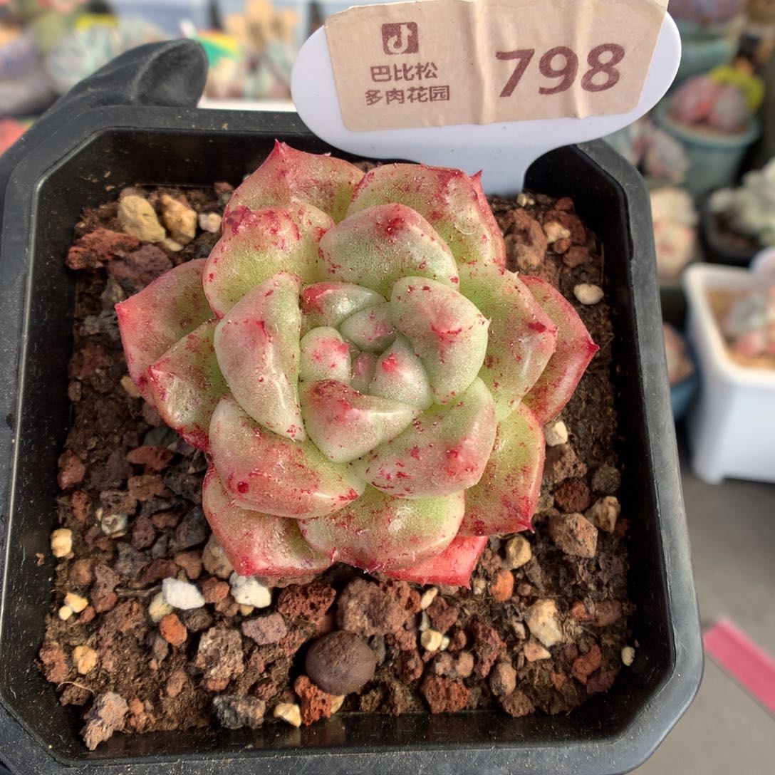 798 冬云石化多肉