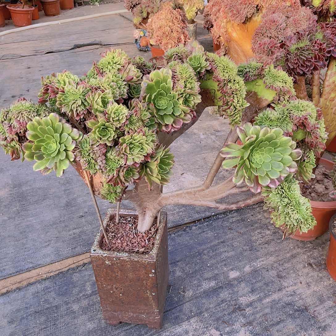 【闪购商品】无花朵嘉年华