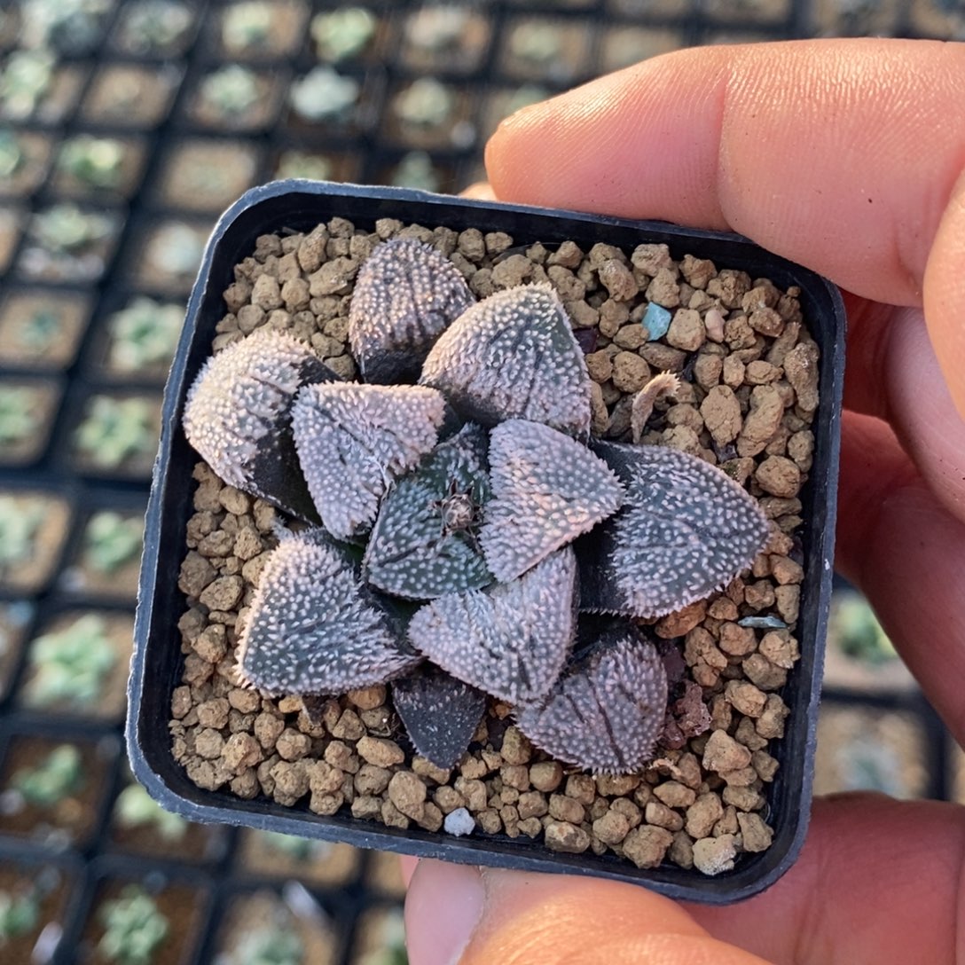 811 一颗粉雪磨面 高货