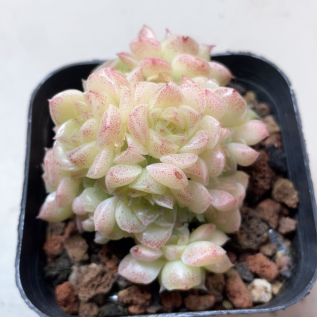 优选麦秆福利8180