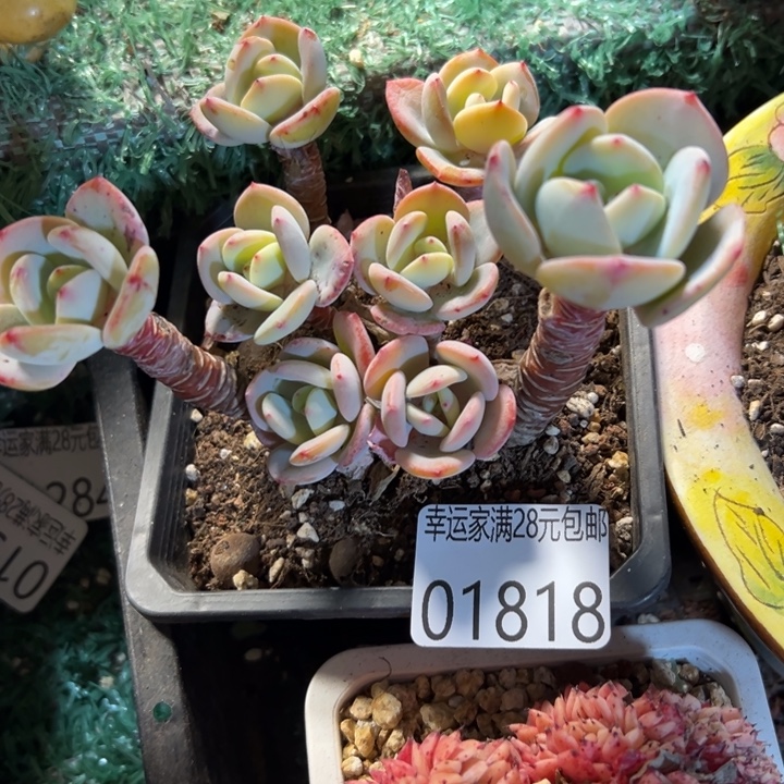 幸运的是你还没幸运