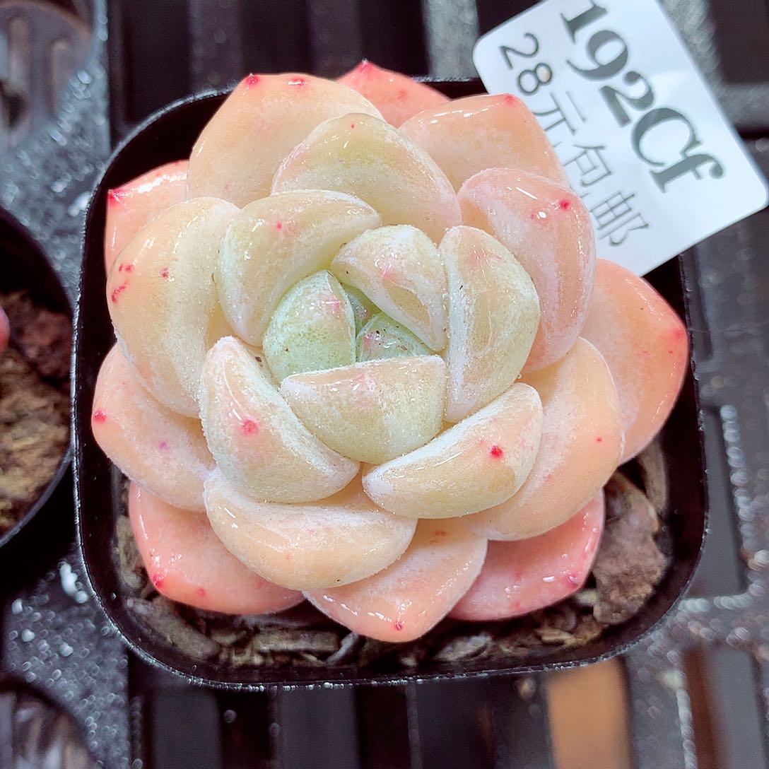 5厘米盆精控多肉192