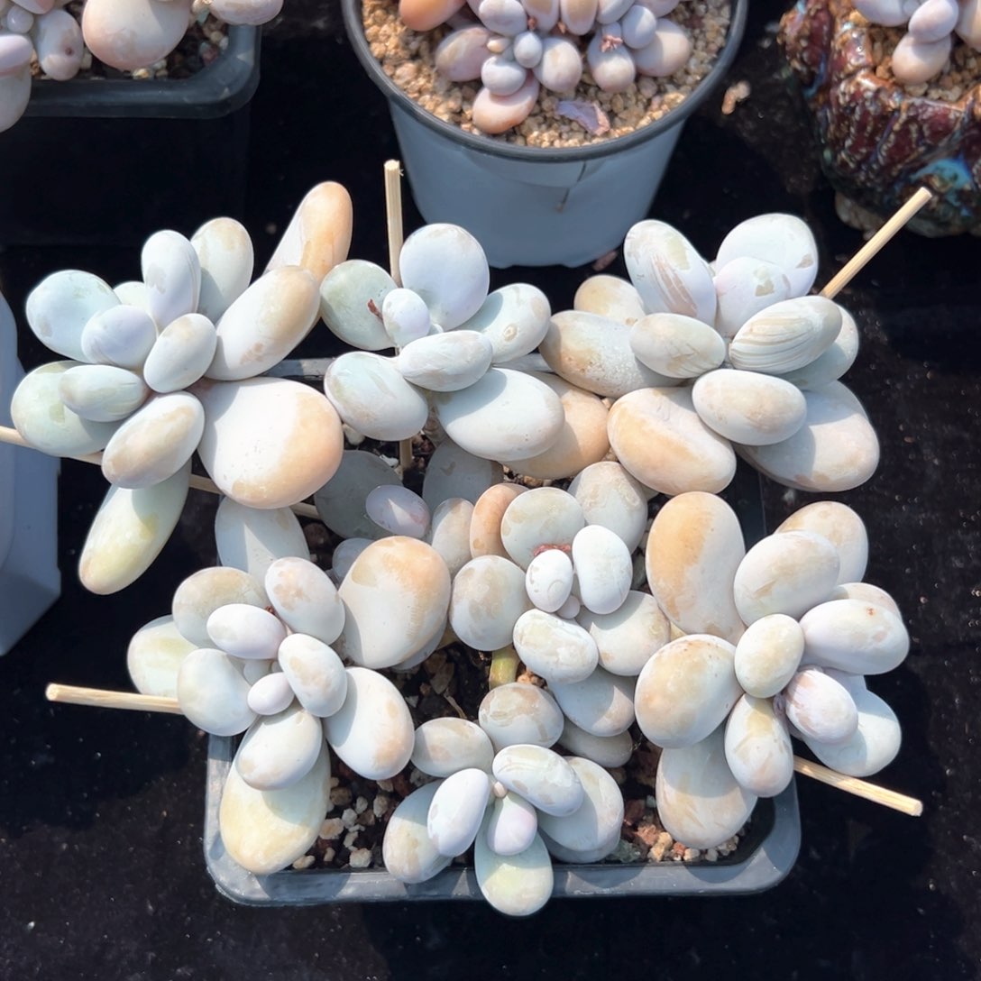 无花朵原始奶酪1111111111