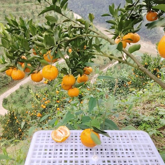 椪柑无籽椪柑现摘现发