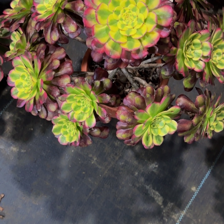 维纳斯204000000000