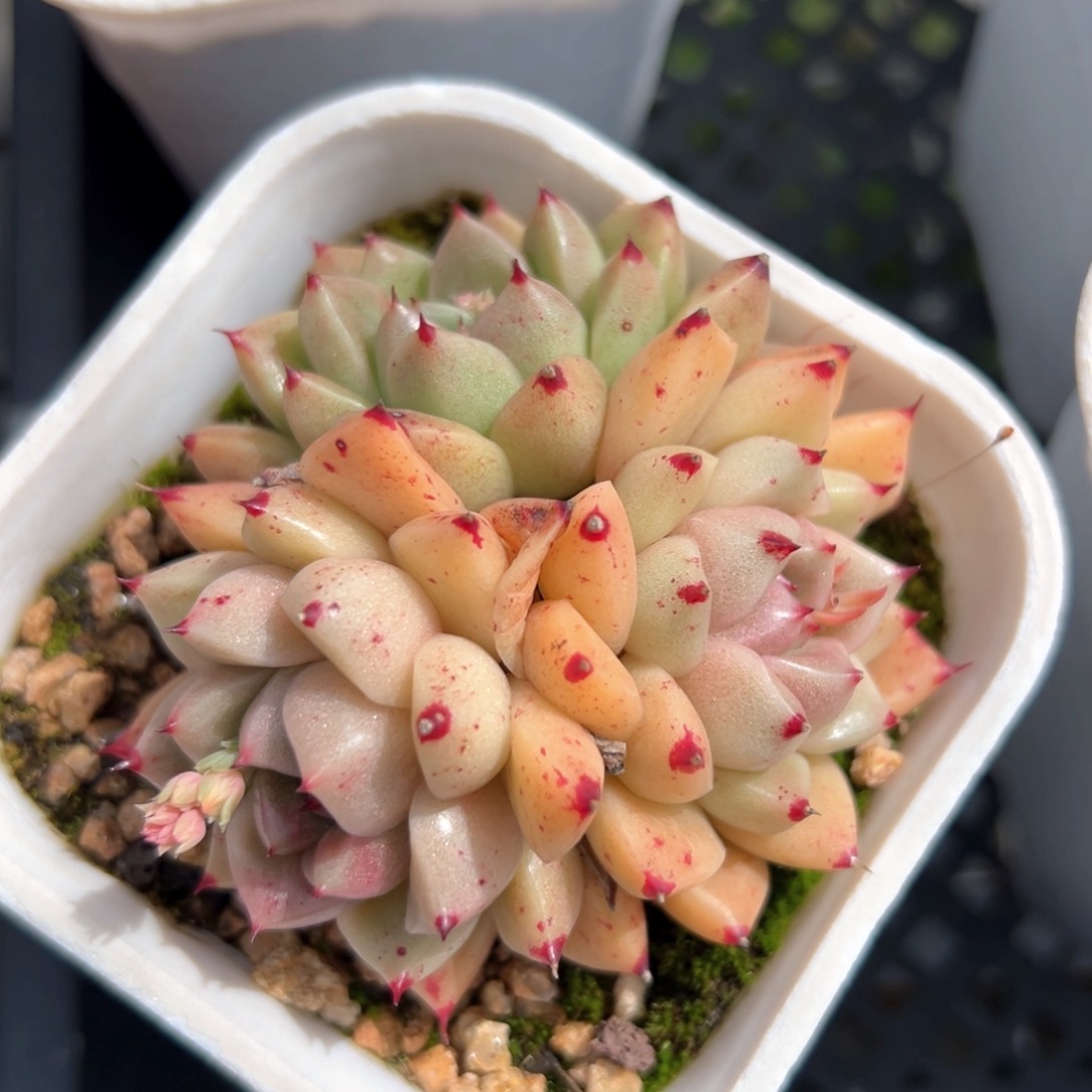 石英（满38包邮）多肉