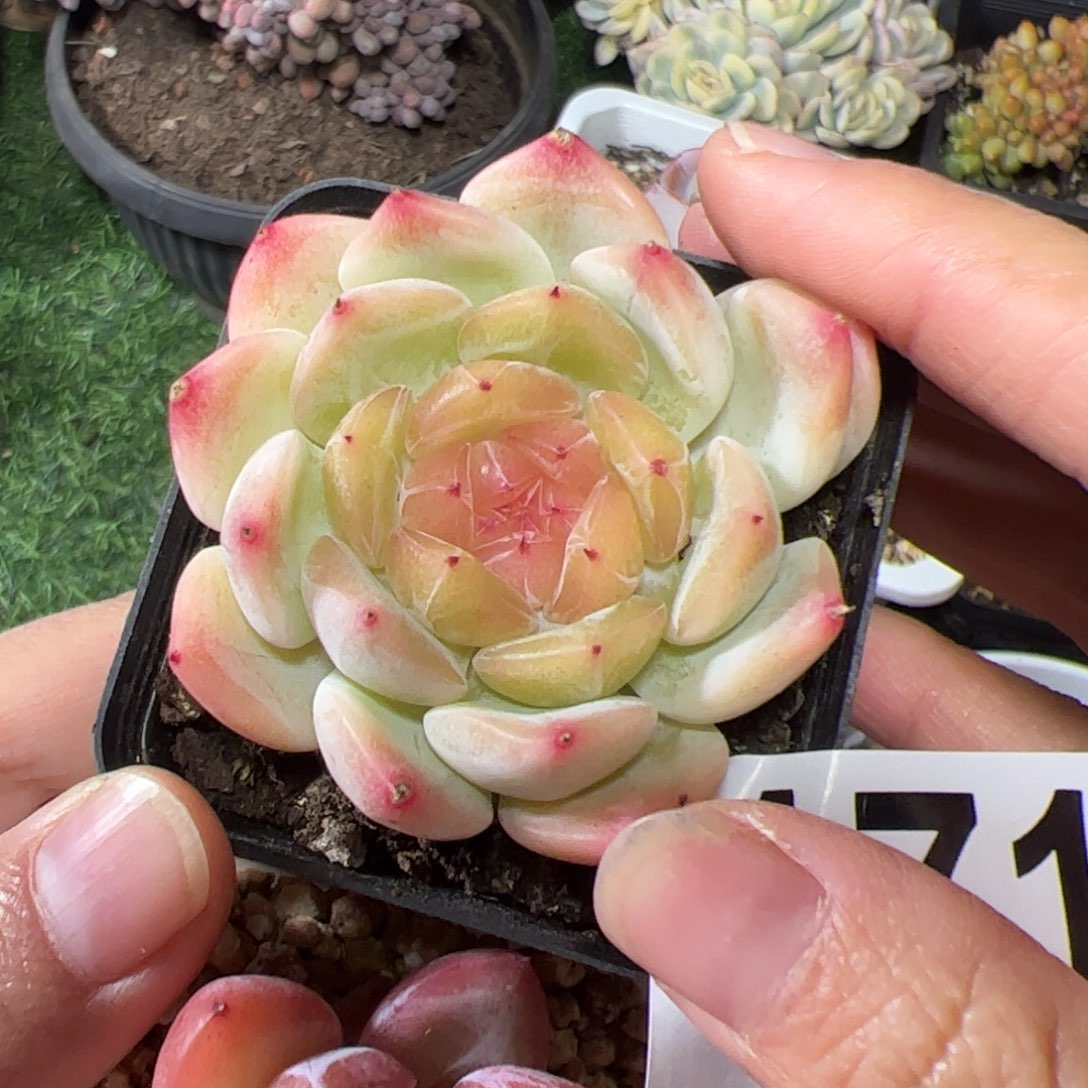 一***鹿171多肉植物组合盆栽