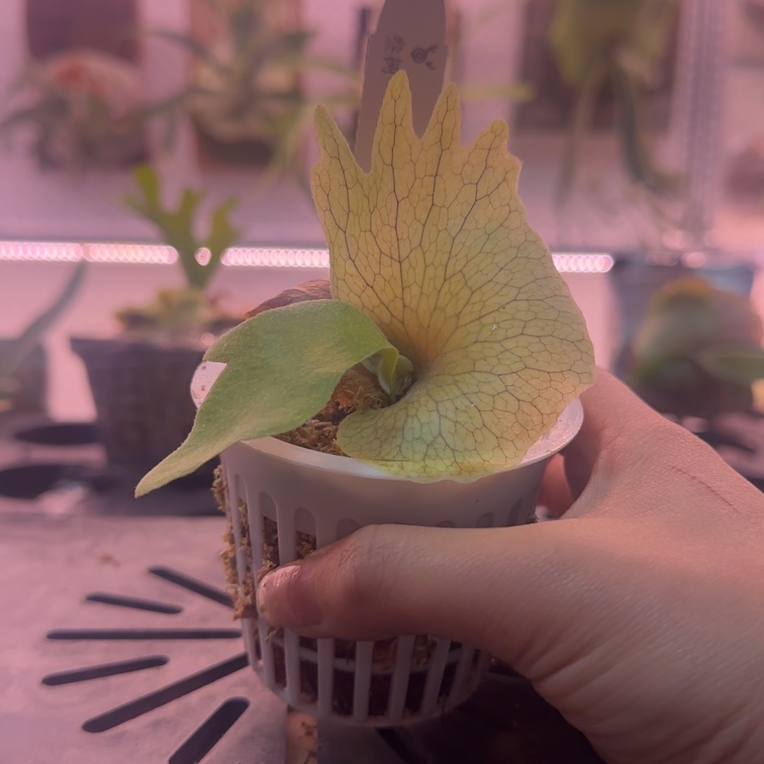 七月鹿角蕨孢子苗