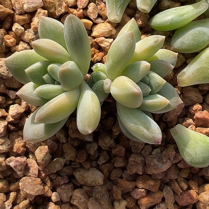 三头艾米丽11111111