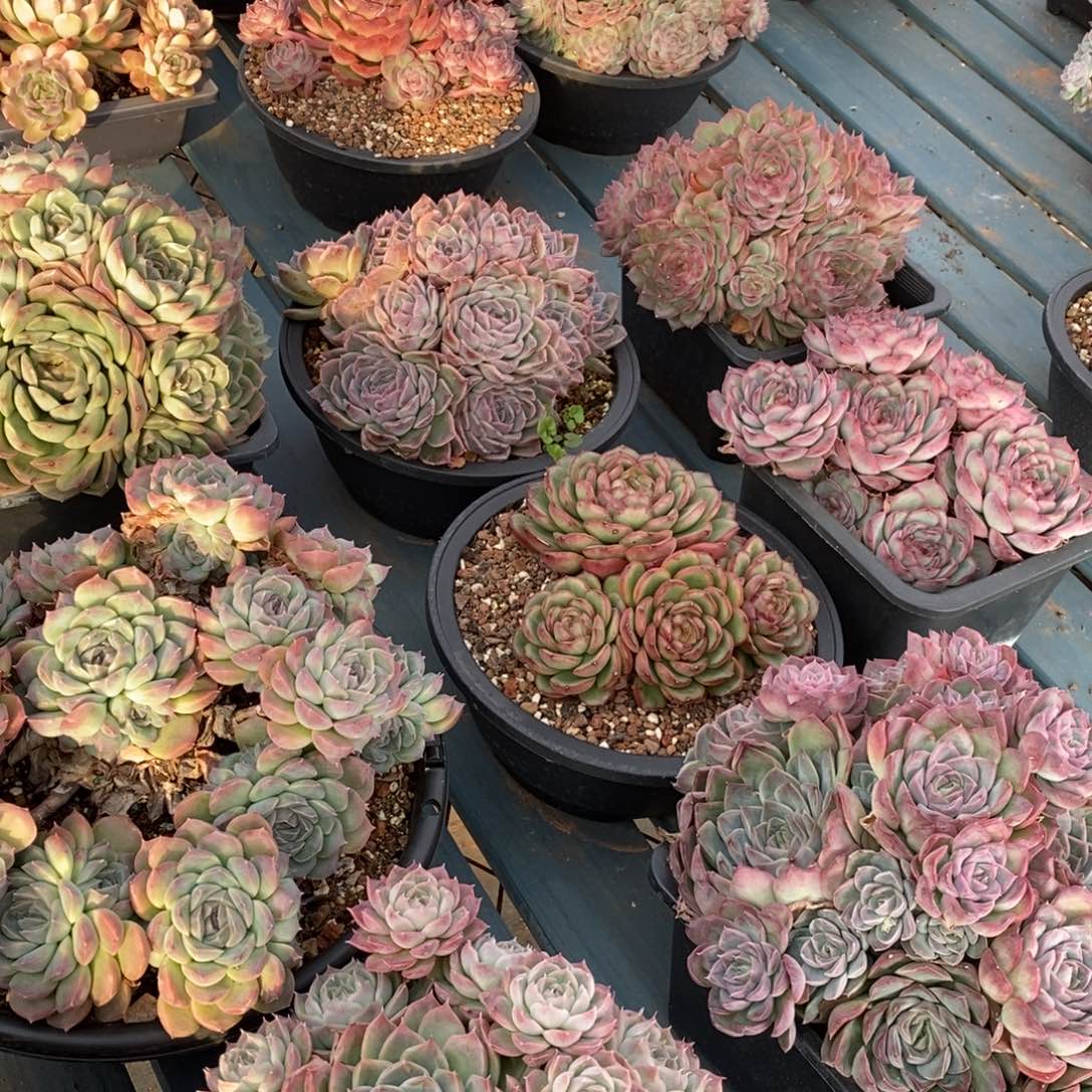 杂交精品多肉~模特链接