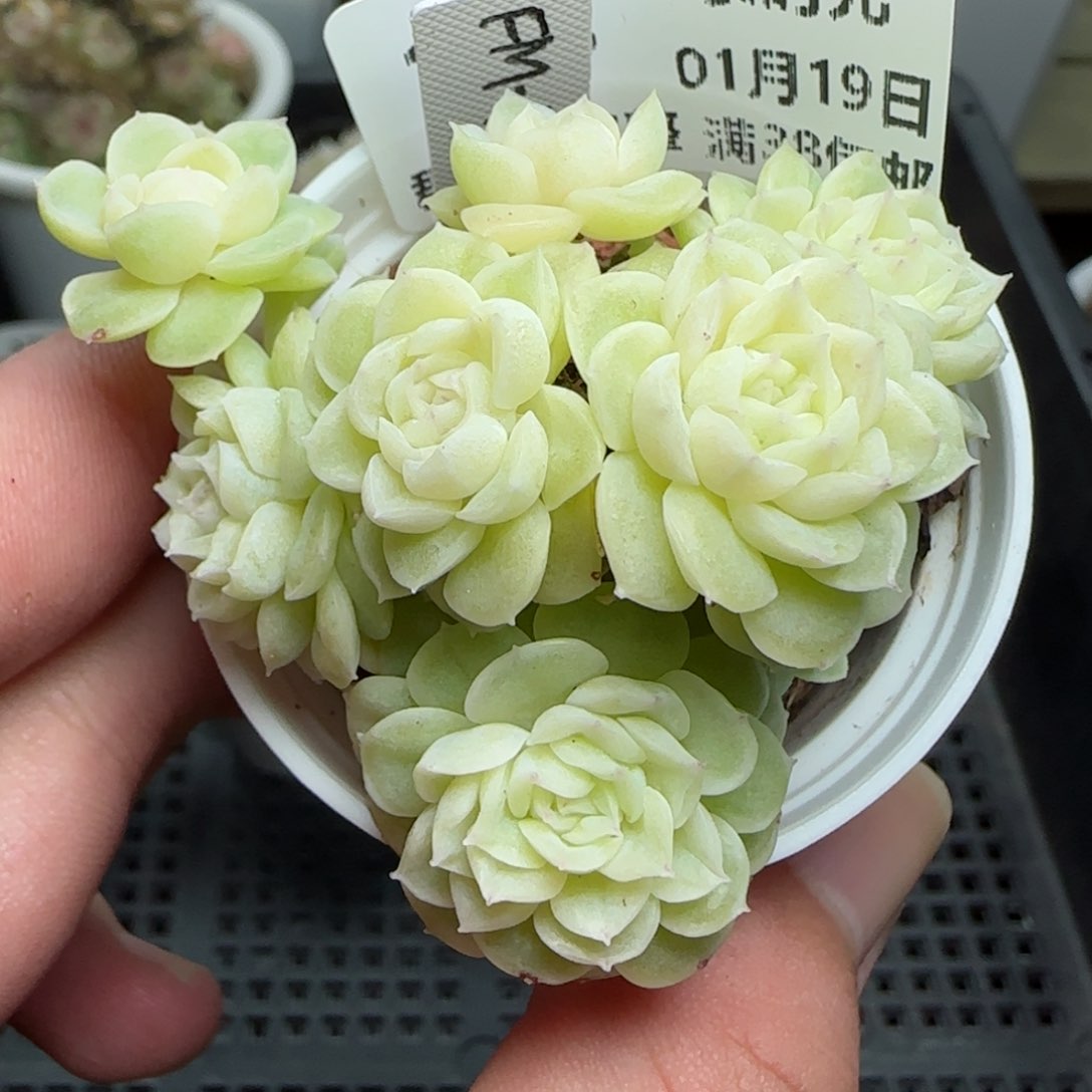 0119-183（FM-173）