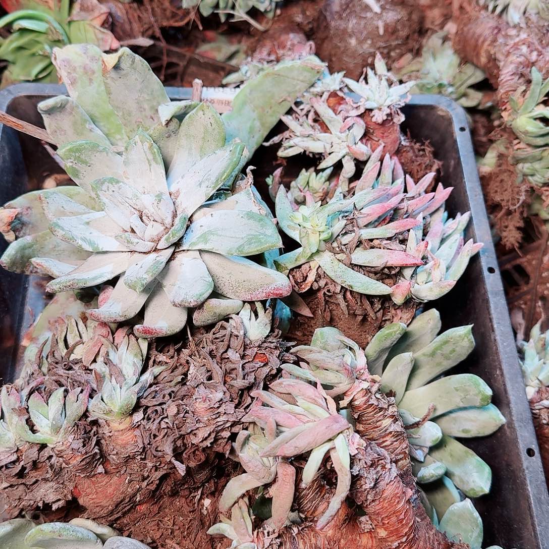 9436瑕疵框拍不售后