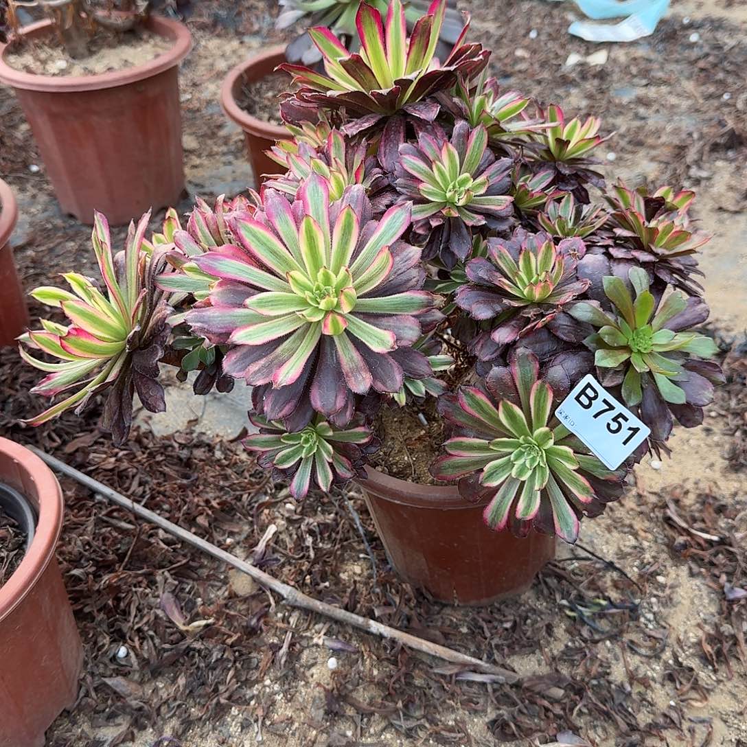 751红腹轮朵朵有伤一颗39官府