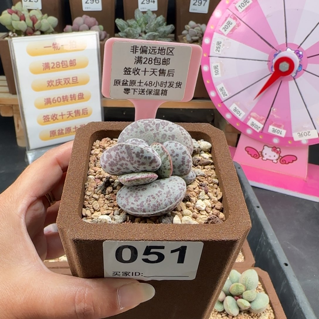 051巨型花旦多肉植物