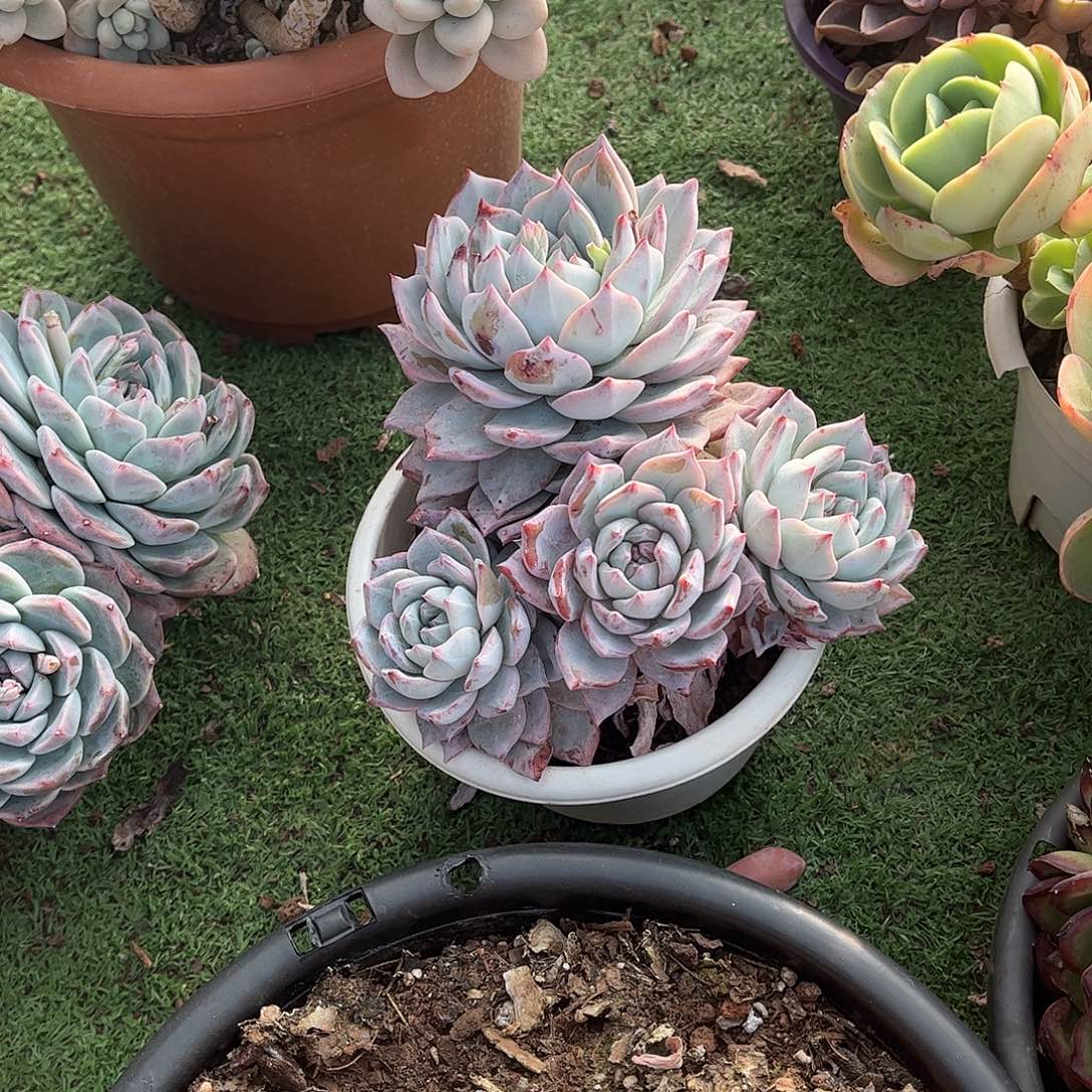 糖***甜粉蓝鸟多肉植物保护4