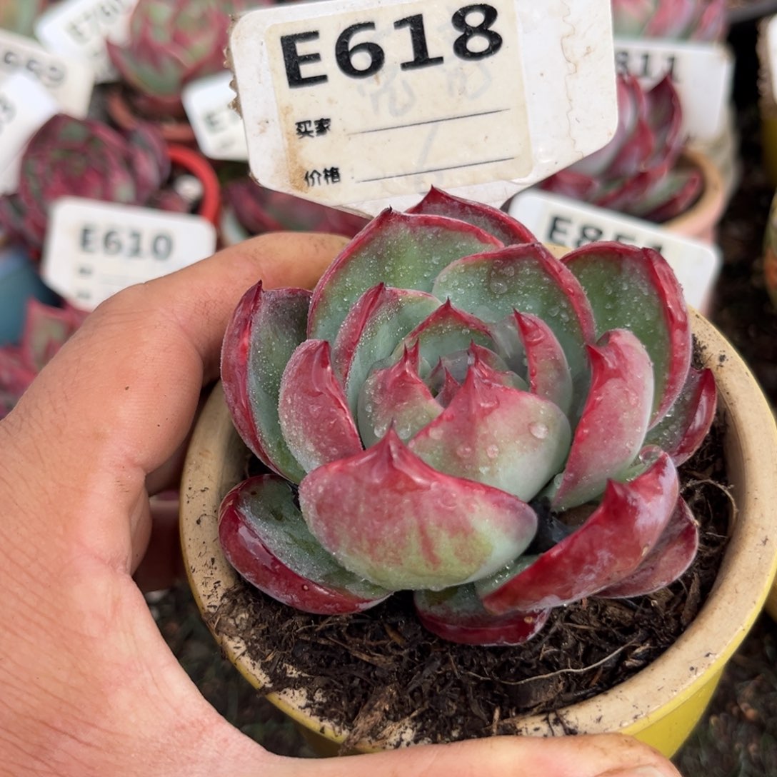 惊鸿一瞥618号多肉