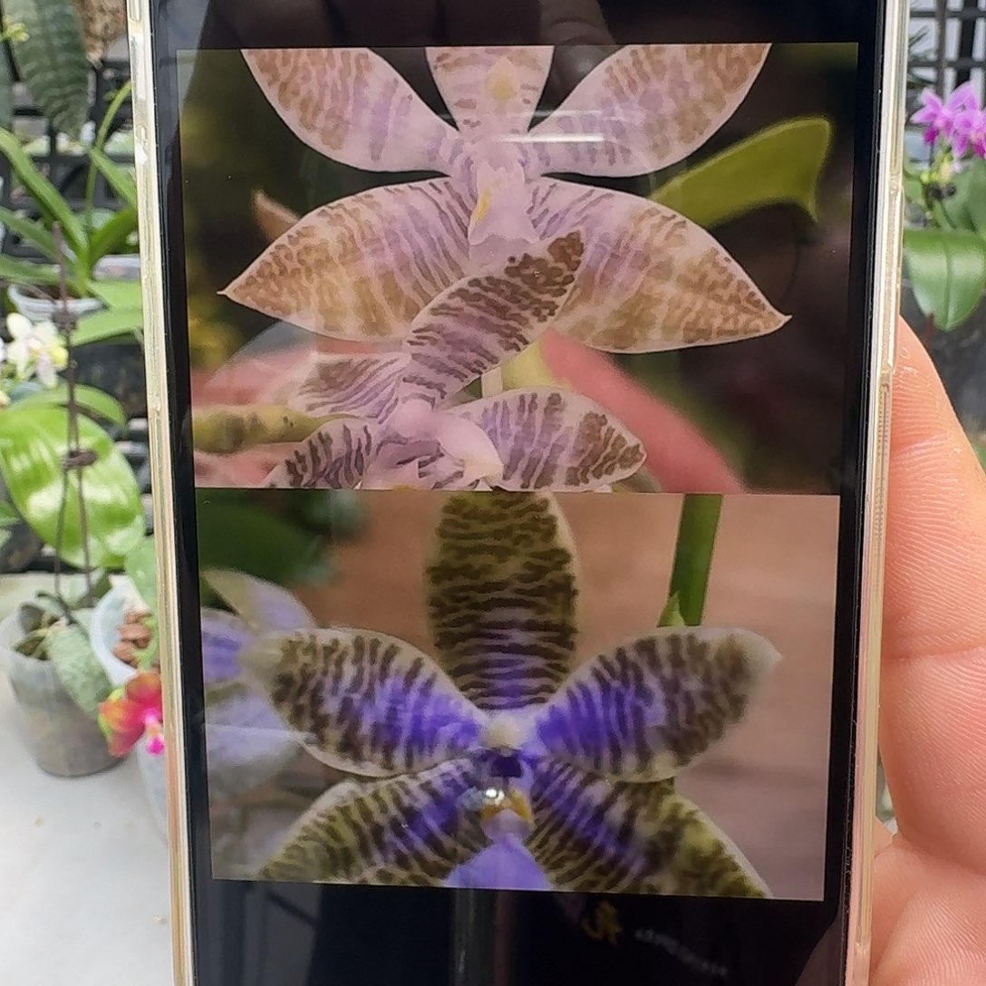 当前无花栽培后可以开花蓝路德