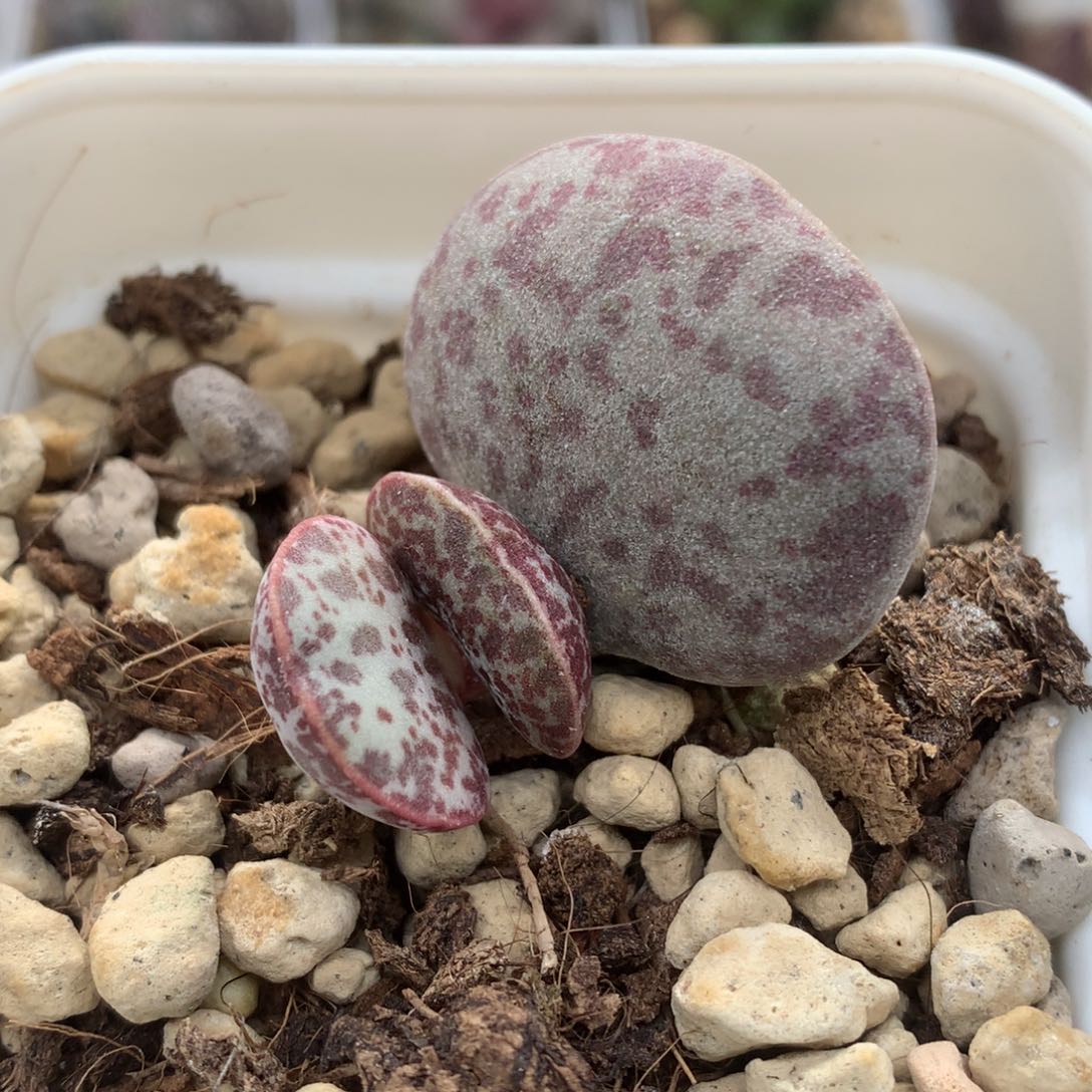 花蛋叶插苗 多肉植物