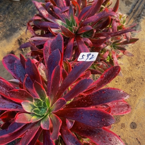 金丝雀 惊鸿仙子多肉嫩桩592多肉不包断