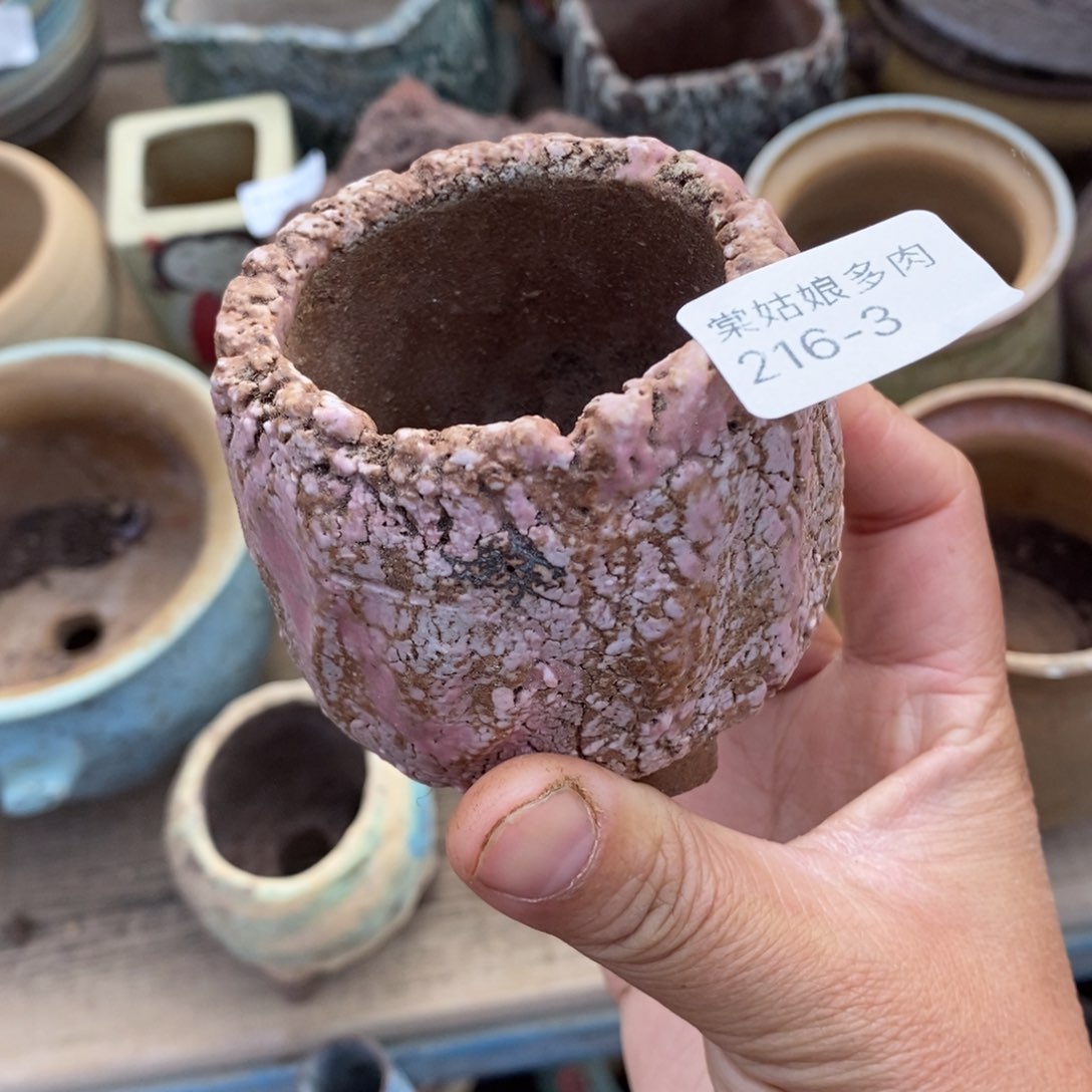 红陶3号多肉盆一个呀小可爱