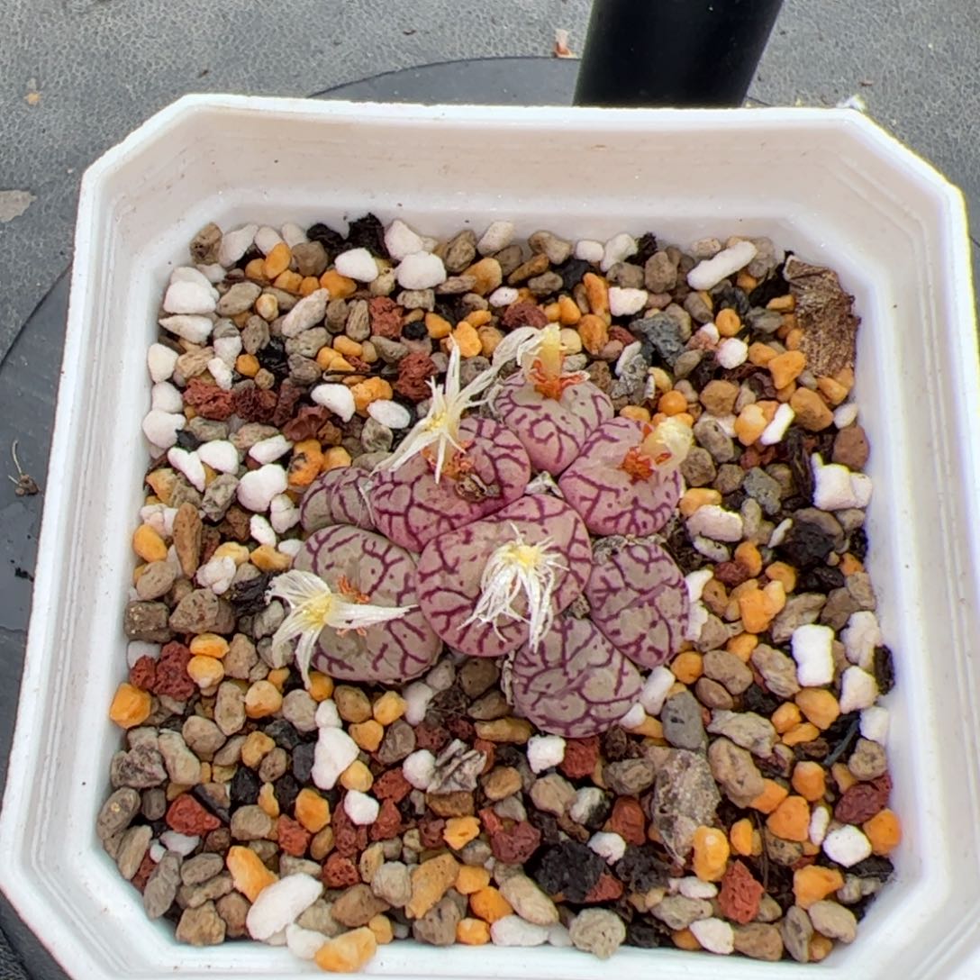 0355号猴脸清姬 多肉植物