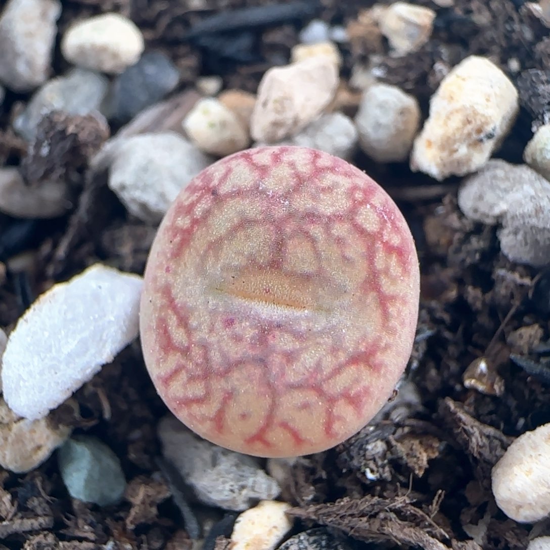 1289/吕杂/多肉植物/