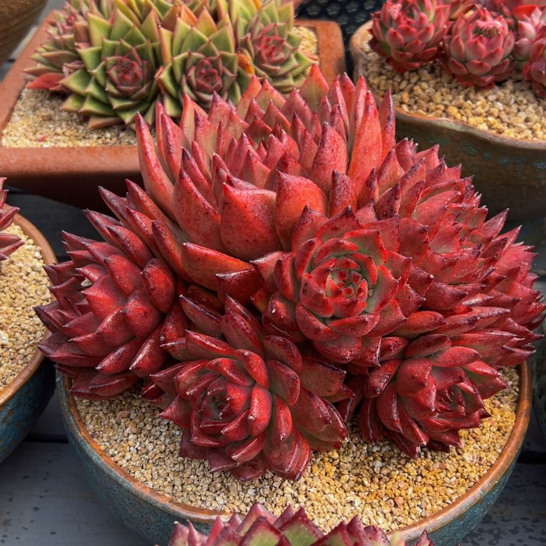 从前慢多肉精选编号0304.2222