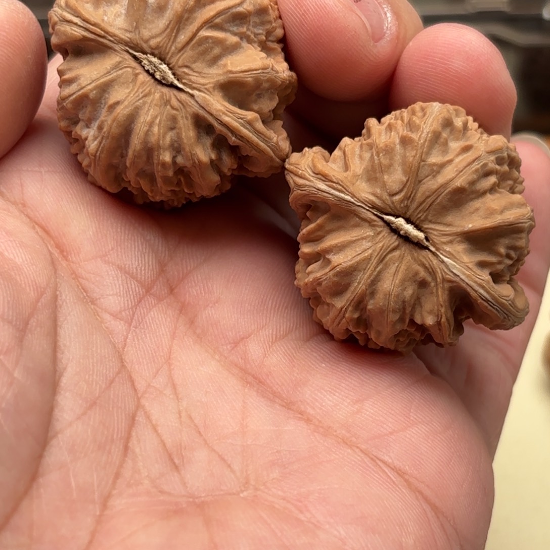 j***于把件文玩核桃白狮子