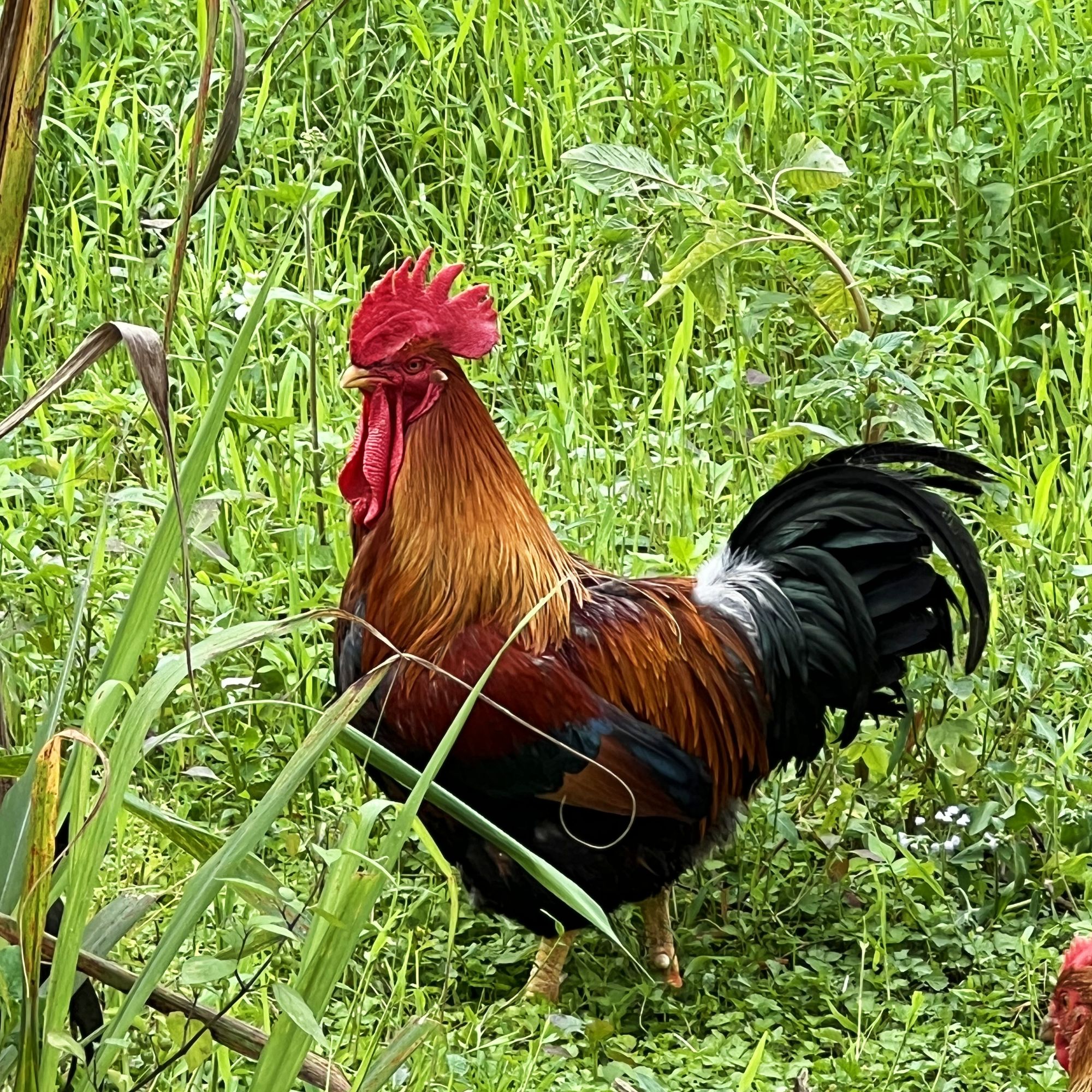 清远大扇鸡 散养380日以上跑山皮脆肉实靓到出汁！