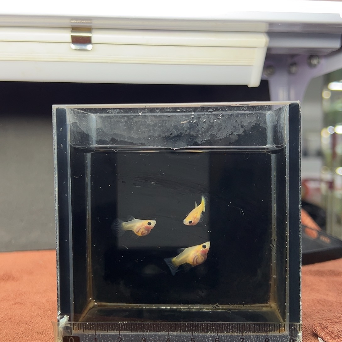 王***可孔雀鱼黄金玻璃猫一公两母