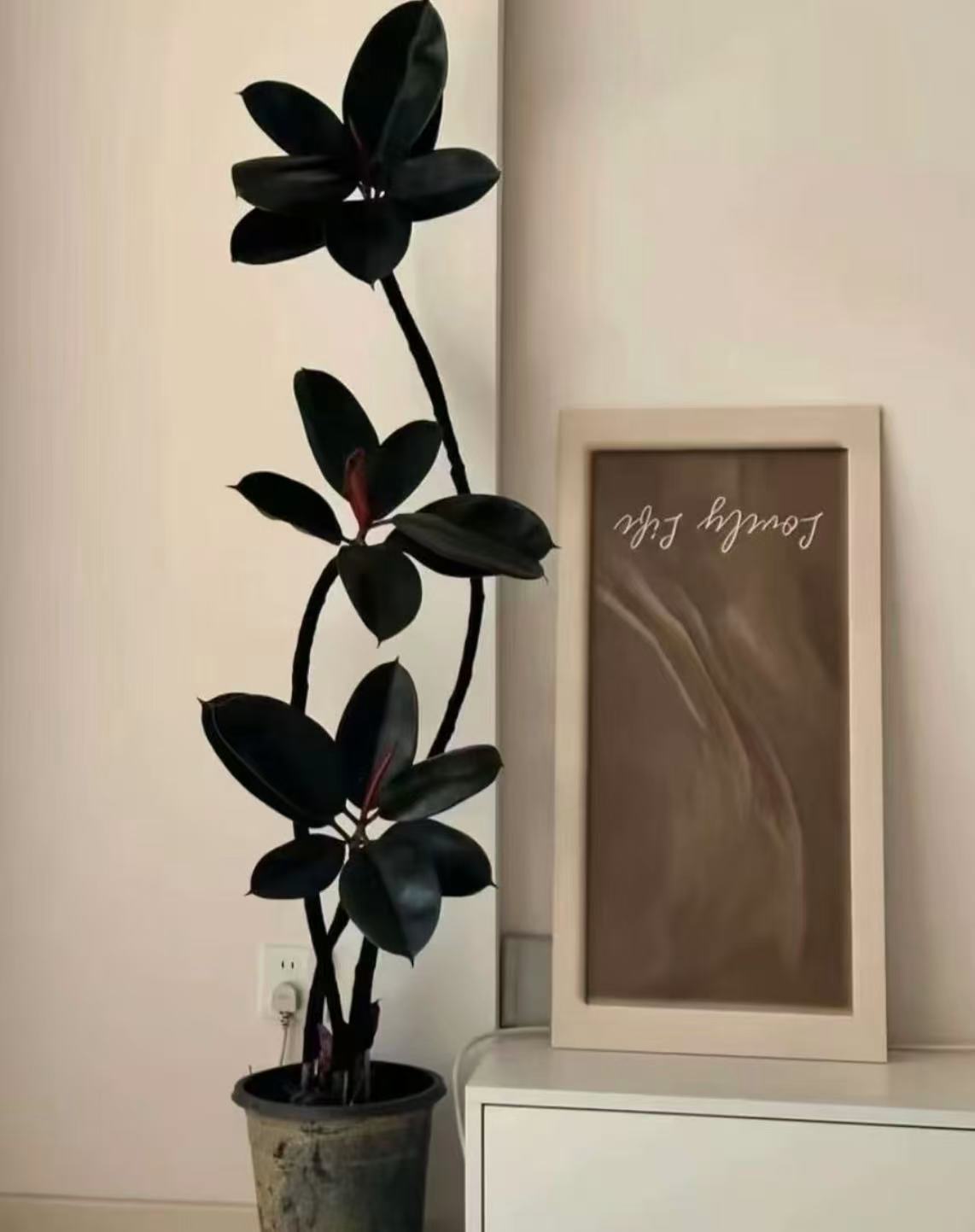 造型黑金刚橡皮树网红室内客厅办公室大型好养净化空气种植基地