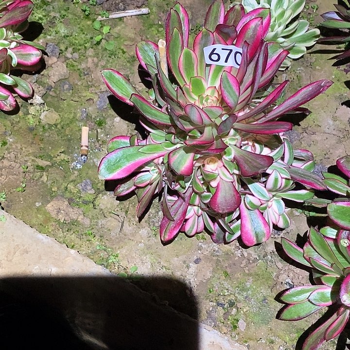 多肉植物法师670香奈儿