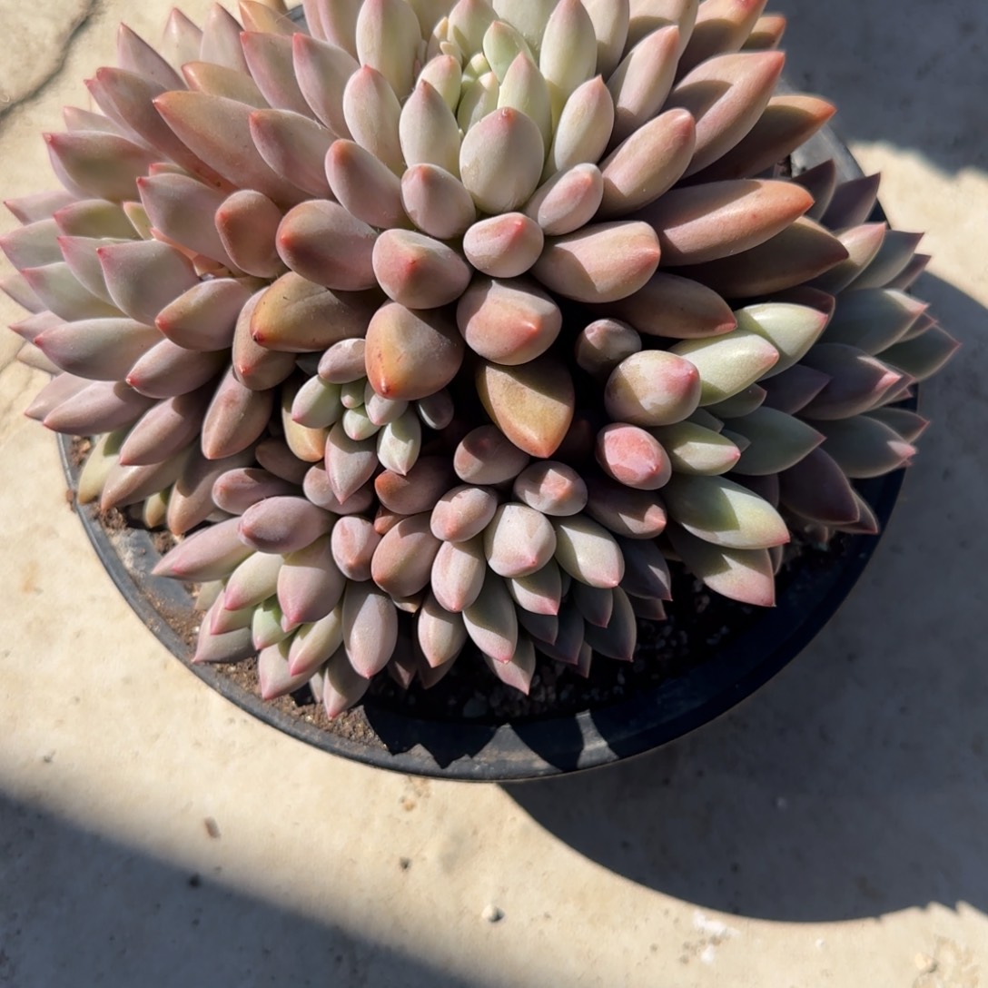 三***少多肉植物白美人系列